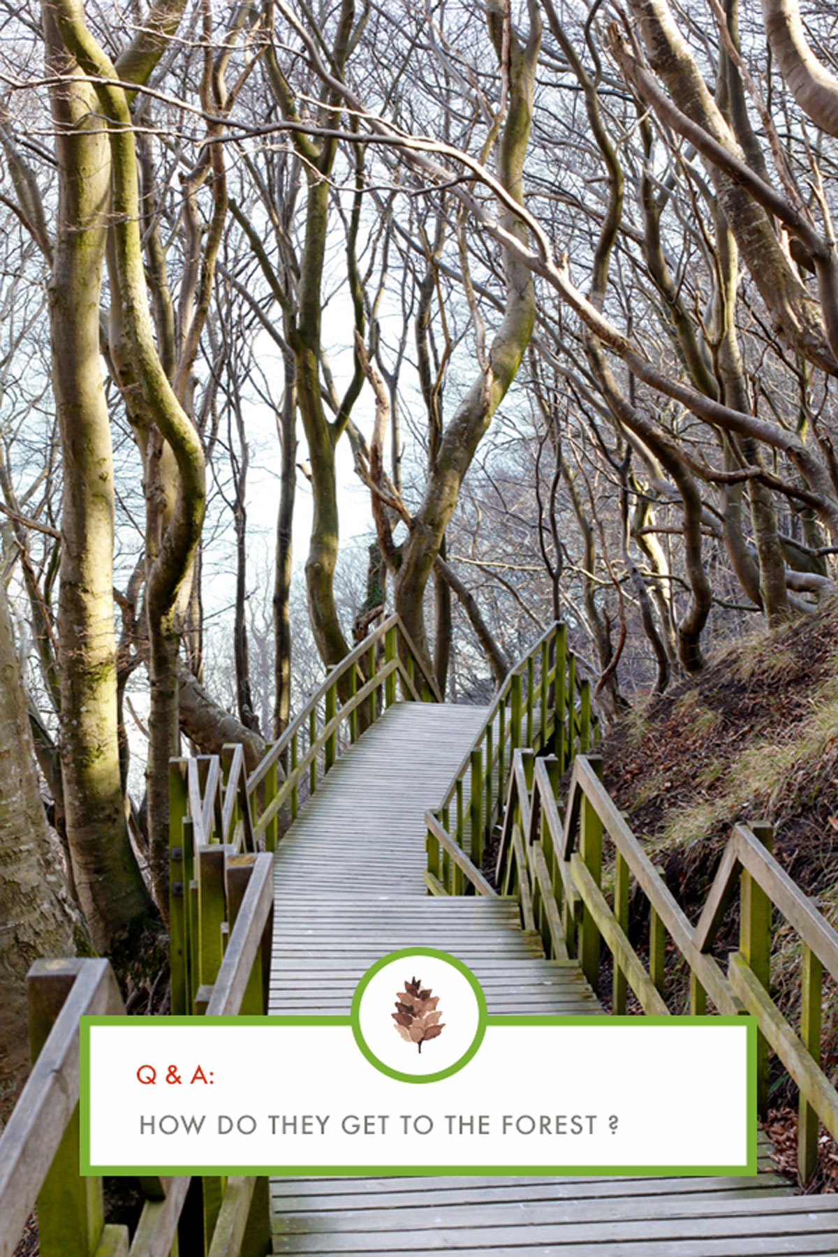 Frequently asked questions about toddlers and the forest school education.